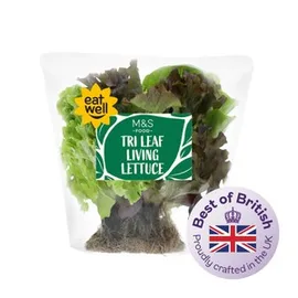 Lettuce