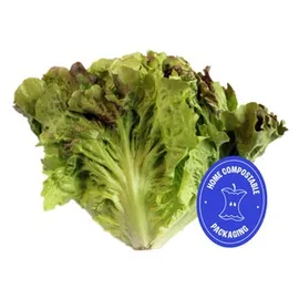 Lettuce