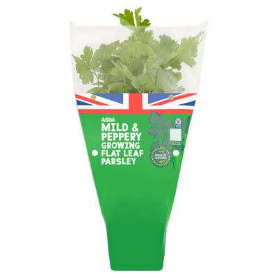 Mild & Peppery Growing Flat Leaf Parsley thumbnail 2