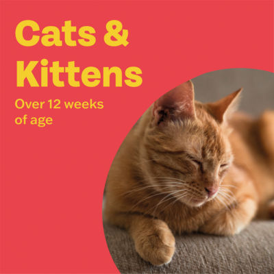 Clear Wormer Treatment for Cats & Kittens Over 12 Weeks Old 2 Tablets thumbnail 4