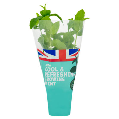 Cool & Refreshing Growing Garden Mint