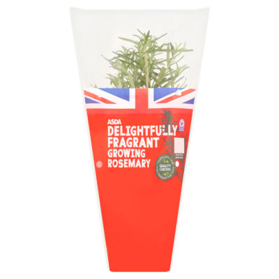 Delightfully Fragrant Growing Rosemary thumbnail 2