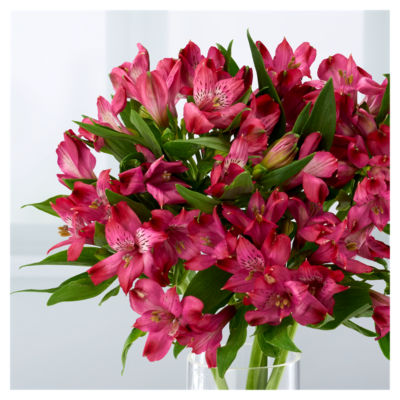 Alstromeria thumbnail 4