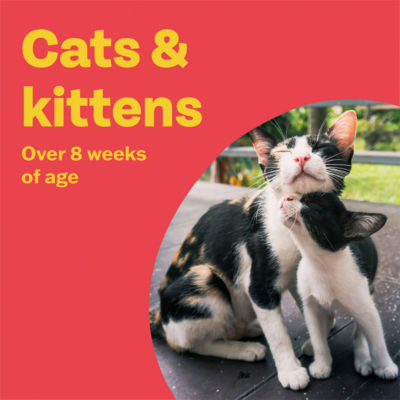 Clear Plus 50mg / 60mg Spot-On Solution for Cats and Ferrets 2 Pipettes thumbnail 4