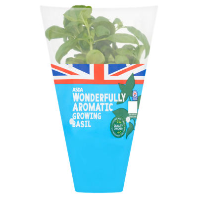 Wonderfully Aromatic Growing Basil thumbnail 2