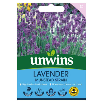 Lavender Munstead Strain thumbnail 2