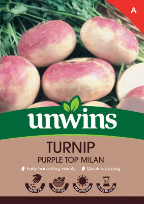 Turnip Purple Top Milan