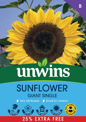 Sunflower Giant Single Seeds 25% Extra Free thumbnail 2