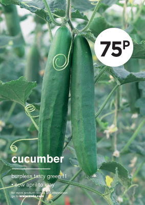 Gyo Cucumber