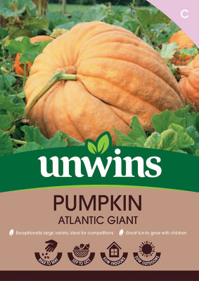 Pumpkin Atlantic Giant thumbnail 2