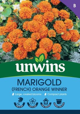 Marigold (French) Orange Winner