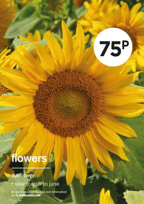 Gyo Sunflower thumbnail 2