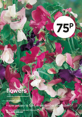 Sweet Pea Seeds
