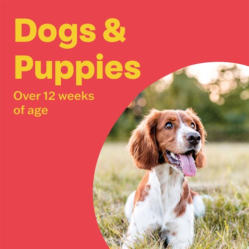 Bob Martin Clear 3 In 1 Wormer Tablets for Dogs 4PK thumbnail 3
