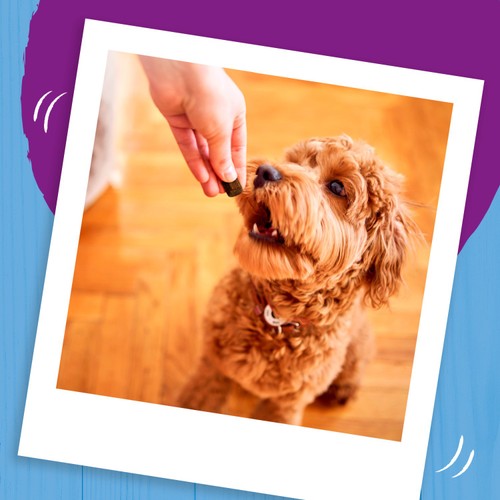 Bakers Bites Chicken Dog Treats thumbnail 5