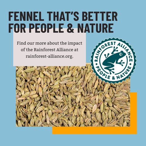 Bart Fennel Seed thumbnail 3