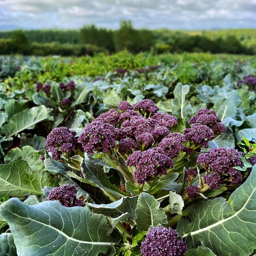 Natoora British Purple Sprouting Broccoli thumbnail 2