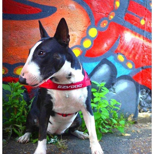 EzyDog Quick Fit Red Dog Harness Medium thumbnail 3