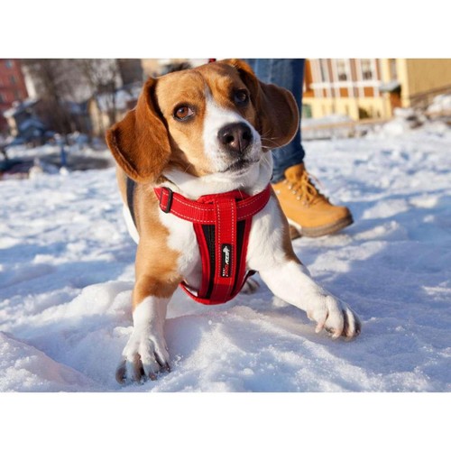 EzyDog Chest Plate Red Dog Harness Medium thumbnail 3
