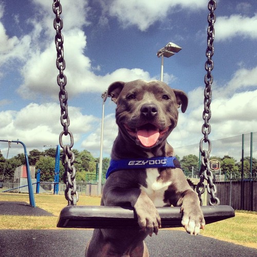 EzyDog Quick Fit Blue Dog Harness Large thumbnail 3