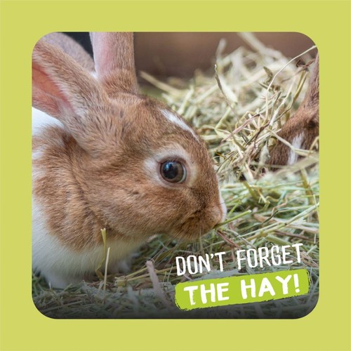 Burgess Excel Feeding Hay Dried Fresh Grass thumbnail 2