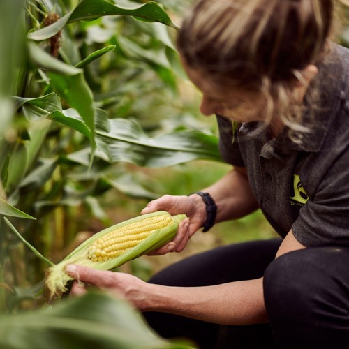 Ocado Corn on the Cob thumbnail 6