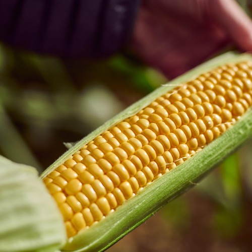 Ocado Corn on the Cob thumbnail 7