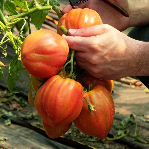 Natoora Italian Pink Bull's Heart Tomatoes thumbnail 2