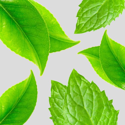 Herbal Essences Detox White Tea & Mint Shampoo thumbnail 5