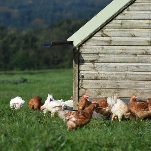 Daylesford Organic Mixed Weight Eggs thumbnail 4