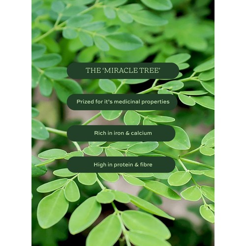 Aduna Moringa Organic Superfood Powder thumbnail 5