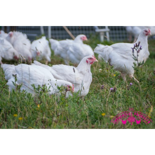 Thoughtful Producer Free Range Whole Chicken with Pop-Up Timer thumbnail 5