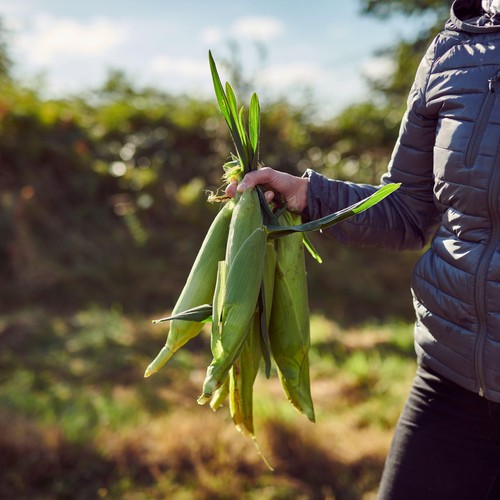 Ocado Sweetcorn Cobettes Family Pack thumbnail 4