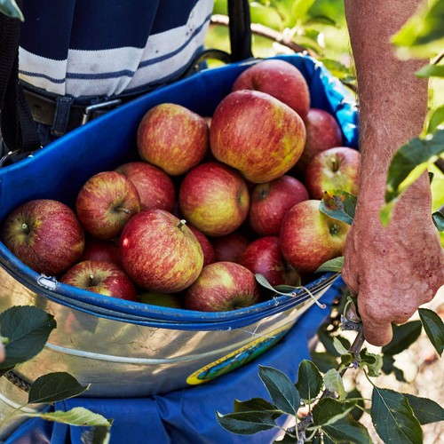 Natoora Seasonally Selected British Apples thumbnail 2