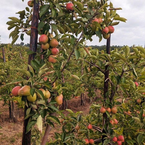 Natoora Seasonally Selected British Apples thumbnail 3