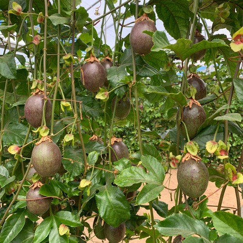 Natoora Organic Spanish Passion Fruit thumbnail 2