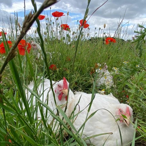 Packington Free Range Chicken Drumsticks thumbnail 4