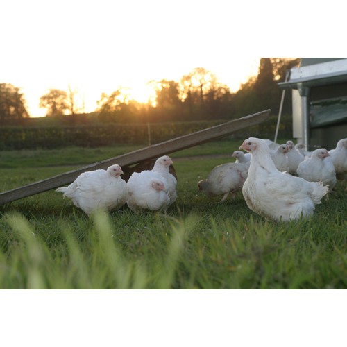 Packington Free Range Chicken Drumsticks thumbnail 5
