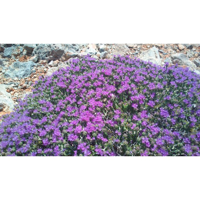The Greek Kitchen Wild Thyme & Multifloral Greek Honey thumbnail 6