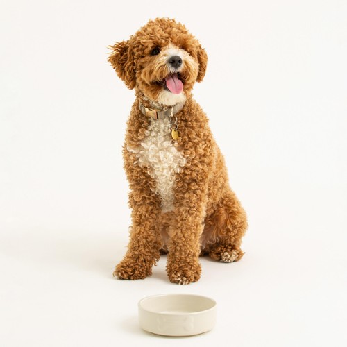 Mason Cash Colour Mix Cream Dog Bowl 15cm thumbnail 5