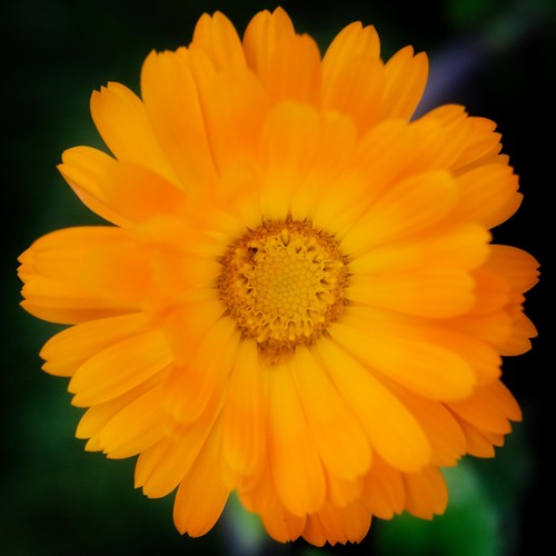 Weleda Calendula Cuts & Grazes Spray, Vegan thumbnail 7