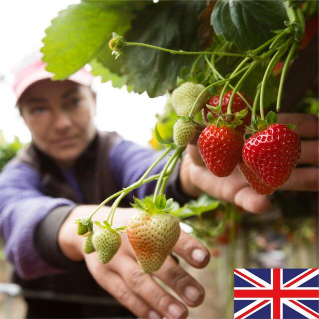 Berryworld British Strawberries XL thumbnail 3