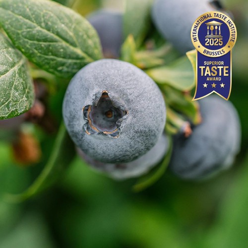 BerryWorld Blueberries thumbnail 3