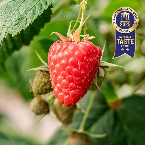 BerryWorld Organic Raspberries thumbnail 2