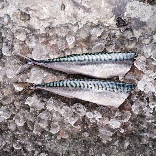 HLS Headed and Gutted Mackerel thumbnail 3