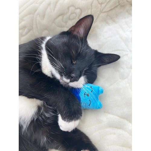 Battersea Catnip Cats thumbnail 4