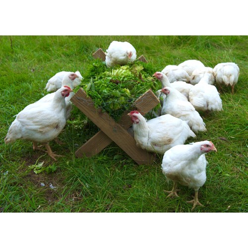 Herb Fed Free Range Chicken thumbnail 6