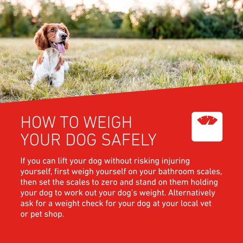 FRONTLINE Wormer Tablets Dog from 3kg thumbnail 6