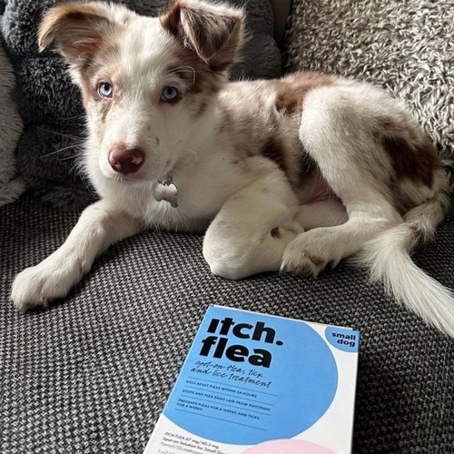 Itch Flea Small Dog Spot-On Flea & Tick treatment (2-10kg) thumbnail 5