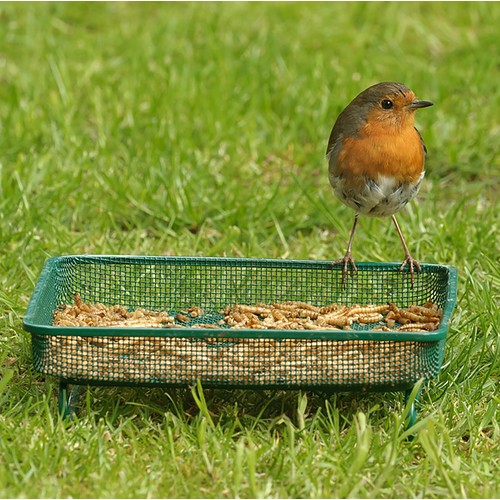 RSPB Mealworms thumbnail 4